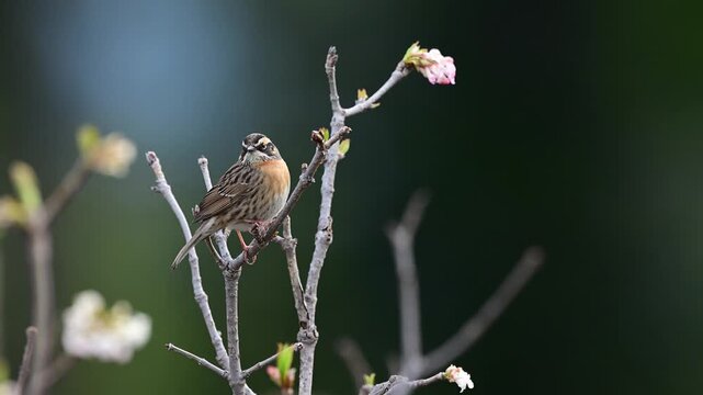 A small alpine songbird stands alert on a weathered twig, its throat feathers vibrating slightly as it communicates within its native high-altitude ecosystem.