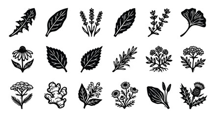 Vintage Botanical Herbs & Medicinal Plants Woodcut Vector Set © Nicolart Studio