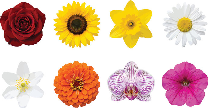 Collection of various colorful flower heads isolated on white background for floral design and botanical graphic projects