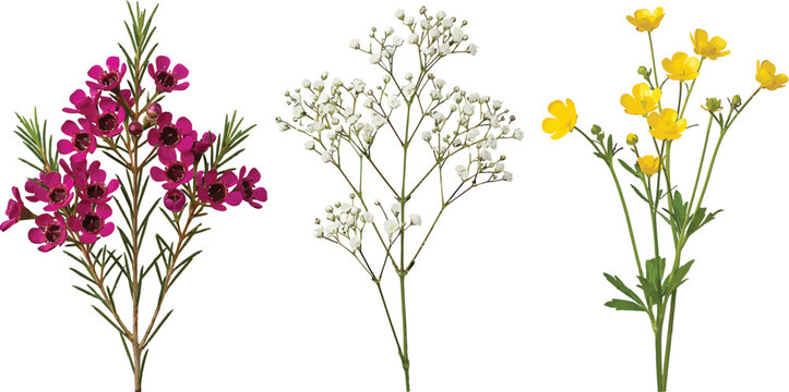 Set of waxflower, baby breath, and buttercup flowers isolated on white background for floral design projects