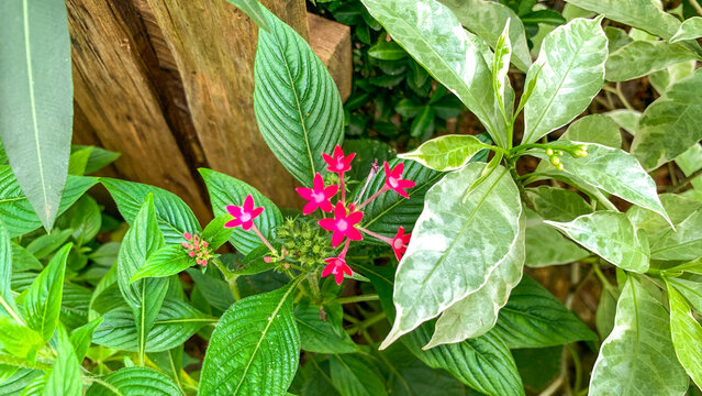 Close up of vibrant pink Pentas lanceolata flowers blooming among lush green leaves in a tropical garden. This colorful ornamental flowering plant creates a fresh botanical scene, perfect for themes