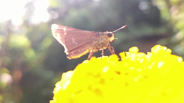 Skipper Butterfly Feeding on Orange Marigold Flower Macro Pollination 4K Wildlife Nature Video