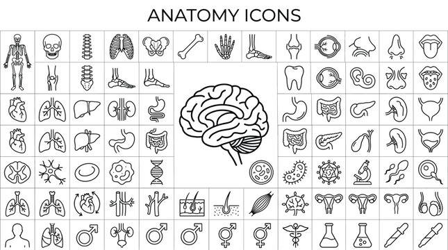 Set of human anatomy icons, medical and biological symbols, vector illustration