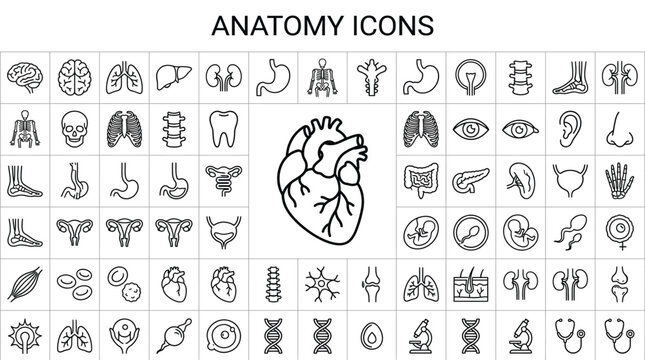 Set of human anatomy icons, medical and biological symbols
