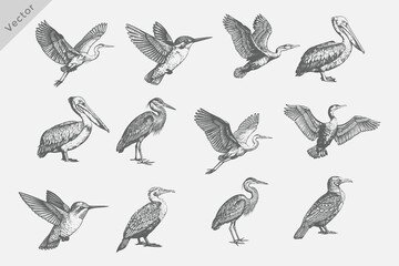 Fototapeta premium Heron, Cormorant, Pelican, Crane birds in Vintage retro style vector illustration. Vintage engraving style black, white birds drawing, engrave old school style. Eps 10