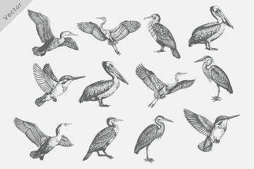 Fototapeta premium Realistic Heron, Cormorant, Pelican, Crane birds set in Vintage retro style vector illustration. Vintage engraving style black, white birds drawing, engrave old school style.