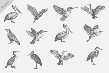 Fototapeta premium Detailed Birds Various set in Hand-drawn sketch vector illustration. including birds Heron, Cormorant, Pelican, Crane Isolated grunge Retro style vector on white background