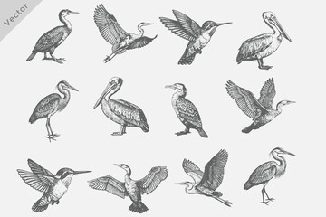 Fototapeta premium Detailed Birds Various set in Hand-drawn sketch vector illustration. including birds Heron, Cormorant, Pelican, Crane Isolated grunge Retro style vector on white background