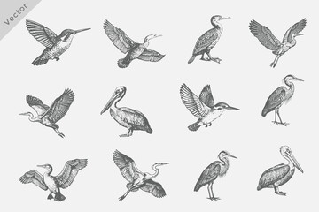 Obraz premium Set of birds set in Hand-drawn sketch vector illustration. Isolated grunge Retro style birds including Heron, Cormorant, Pelican, Crane on white background