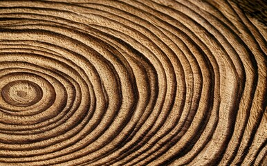 Fototapeta premium Close-up of textured wood grain with concentric rings