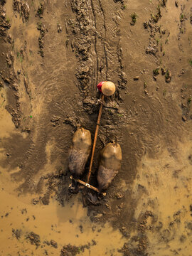 Aerial view of a farmer wearing a conical hat guiding two water buffaloes through a muddy rice field in Magelang, Central Java, Indonesia.