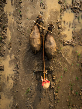 Aerial view of a farmer wearing a conical hat guiding two water buffaloes pulling a wooden plow through a muddy rice field in Magelang, Central Java, Indonesia.