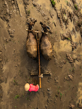Aerial view of a farmer wearing a conical hat and red shirt guiding two water buffaloes through a muddy rice field in Magelang, Central Java, Indonesia.