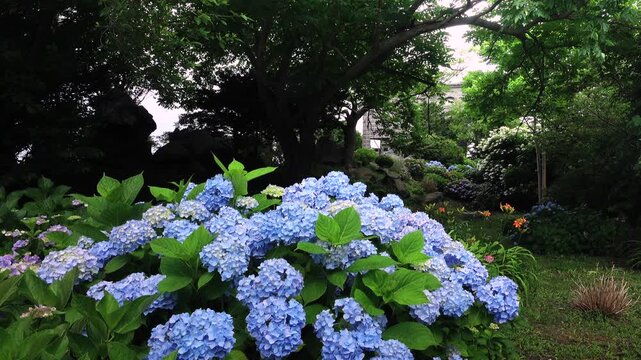 バチラー夫妻記念堂とアジサイ
