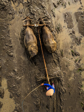 Aerial view of a farmer wearing a conical hat guiding two water buffaloes through a muddy rice field in Magelang, Central Java, Indonesia.