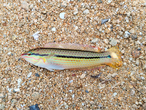 Female Multicolorfin Rainbowfish Caught in Japan