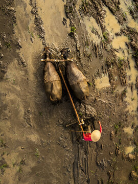 Aerial view of a farmer wearing a conical hat guiding two water buffaloes through a muddy rice field in Magelang, Central Java, Indonesia.