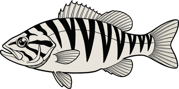 Black and white striped bass fish vector line art illustration isolated on white background for fishing design