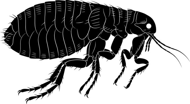 Detailed Flea Insect Silhouette Vector Illustration Isolated on White Background for Pest Control Design