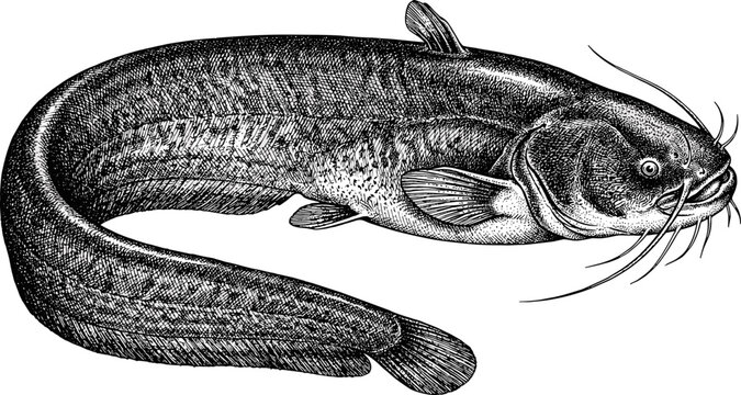 Detailed vintage black and white engraving illustration of a swimming catfish isolated on a white background