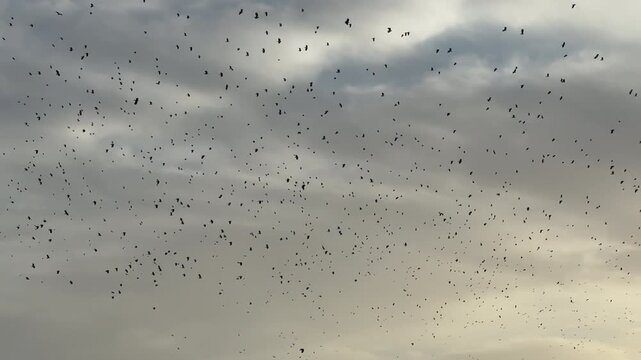 Winter and many wading birds and ducks fly in the morning light over nature reserve a dramatic and yet calming scene UK 4K