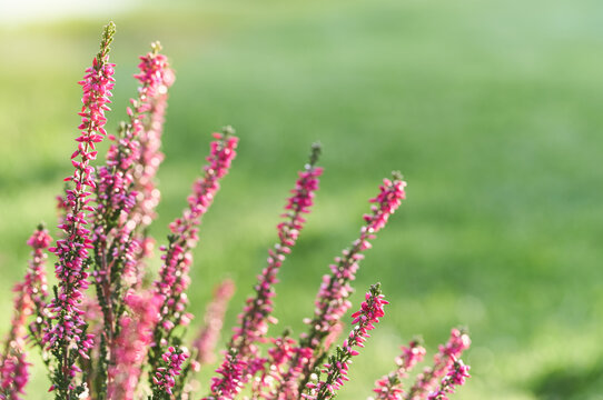 Close-up of pink heather flowers with soft green natural background. Selective focus botanical image showcasing delicate blooms and vibrant garden colors.