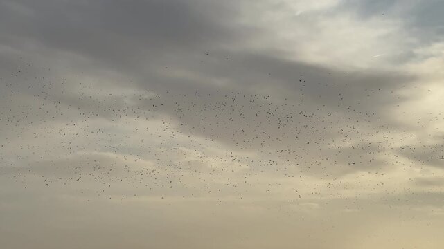 Winter and many wading birds and ducks fly in the morning light over nature reserve a dramatic and yet calming scene UK 4K