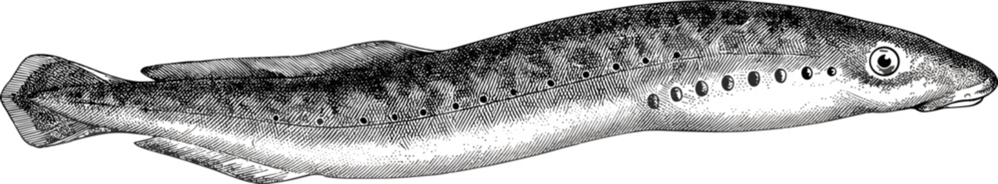 Vintage engraving of a marine lamprey fish black and white vector illustration isolated on white background