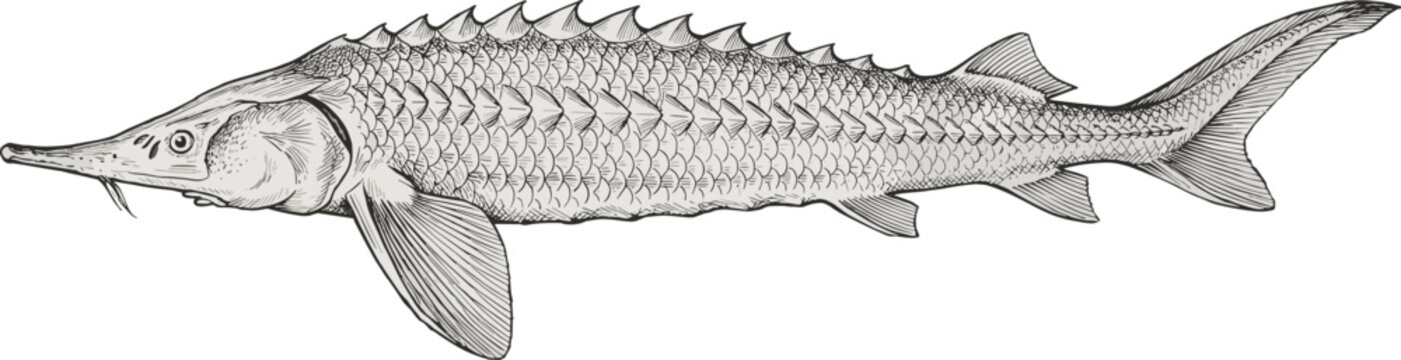 Vintage Hand Drawn Engraving of a Sturgeon Fish Isolated on White Background for Seafood Design