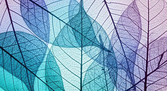 Abstract artistic composition featuring translucent skeleton leaves with delicate veins in a vibrant gradient of blue purple and turquoise hues