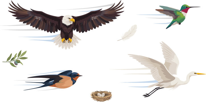 Flying Birds in Motion Icon Set with Bald Eagle, Hummingbird, Barn Swallow, and Great Egret Vector Graphic Illustration Designs