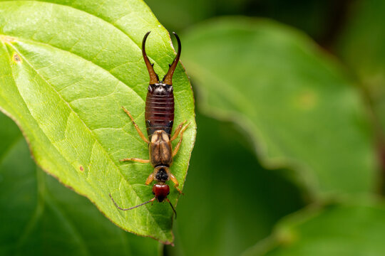 Common earwig resting on green leaf macro close up