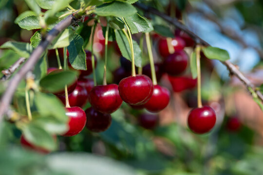 Ripe red cherries hanging on tree branches in summer orchard