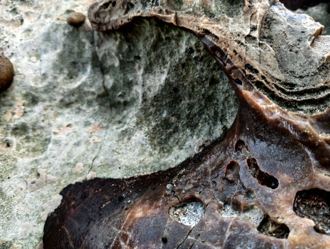 Close-up view of coastal rock with intricate natural patterns and layered mineral formations