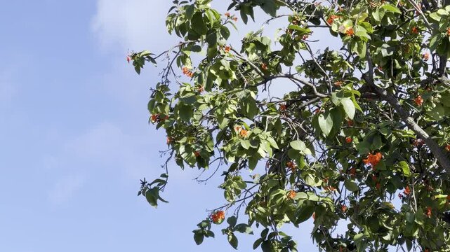 Cordia sebestena is a shrubby tree in the family Cordiaceae. siricote or kopt&eacute; (Mayan). scarlet cordia in Jamaica. Geiger tree. Honolulu, Oahu, Hawaii. 