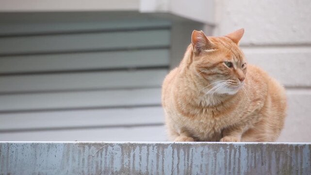 眠そうな顔で周囲を見回す茶トラの野良猫