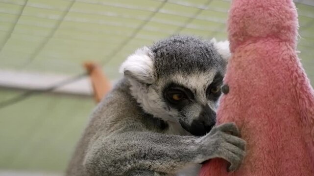 Adorable lemur catta with big yellow eyes holding a pink stuffed animal and looking at the camera