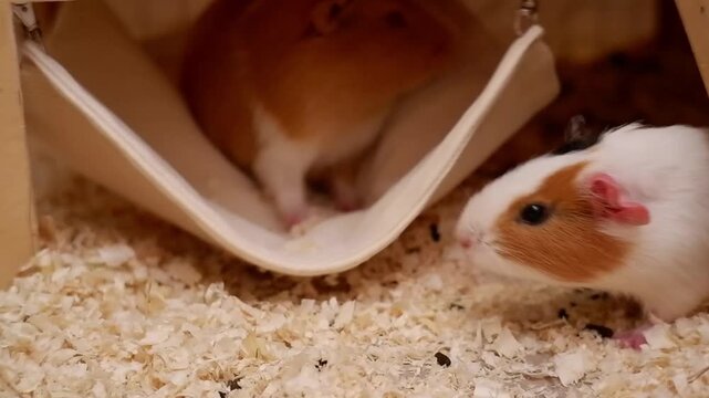 Two small guinea pigs playing inside their wooden cage with sawdust bedding