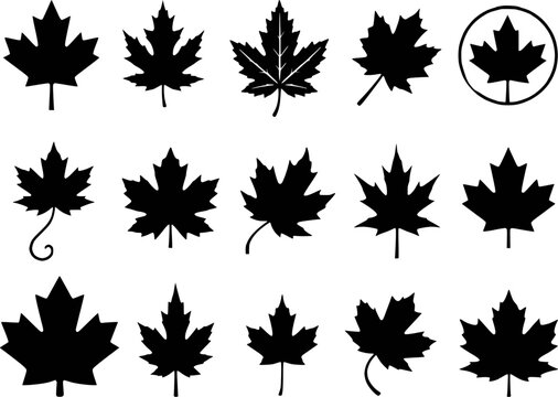 Canadian maple leaf autumn fall badge circle stem vein variation silhouettes vector set isolated