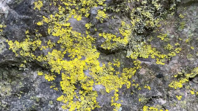 Close up abstract background view of nature and lichen on a wall in green and yellow Uk 4K