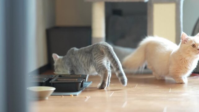 Gray cat drinks from bowl. Fluffy white cat watches nearby. Warm home, cozy floor, quiet moment. Perfect for pet care or domestic life scenes. Cats shown, no humans present