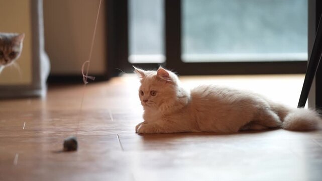 Soft light glows on a cream kitten. Curious eyes watch a dangling mouse toy. Another cat peers from a doorway. Warm, quiet moment of feline wonder. Perfect for home, pet, or nature-themed projects