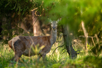 roe deer in the wild © Lena
