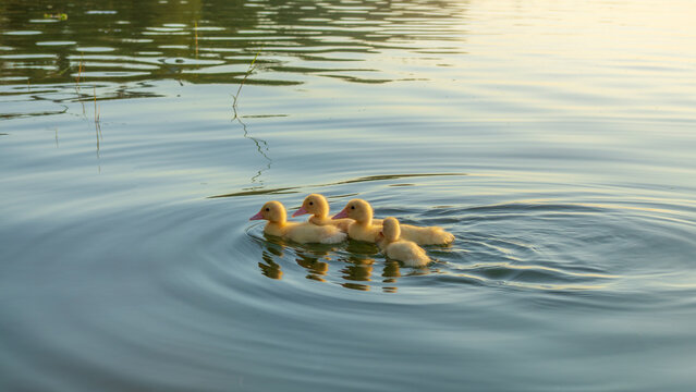 Small baby ducks swimming on a river with beautiful water ripples