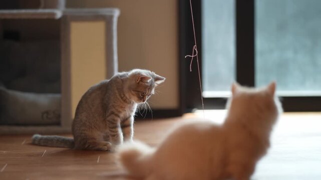 Two cats on hardwood floor, one watching, one playing. Soft light streams through large glass doors behind them. One cat leaps, tail twitching, chasing dangling toy. Other cat sits, eyes focused