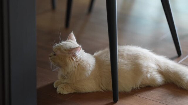 Fluffy white cat rests beneath table legs. Cat yawns widely, stretching relaxed, cozy, domestic. Soft lighting highlights fur texture and wooden floor. Ideal for home, comfort, or pet lifestyle scenes