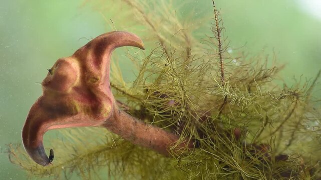 Water caltrops or Trapa bicornis Osbeck branch green leaves and fruits on natural background.