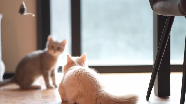 Soft light fills a cozy room. Two cats chase a dangling toy. One cat watches from a seated spot. The fluffy cat walks with playful curiosity. The scene radiates calm, domestic joy