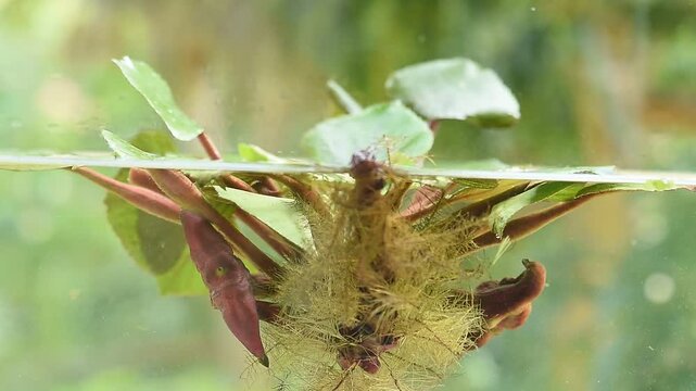 Water caltrops or Trapa bicornis Osbeck branch green leaves and fruits on natural background.