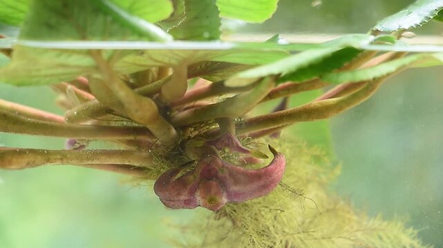 Water caltrops or Trapa bicornis Osbeck branch green leaves and fruits on natural background.